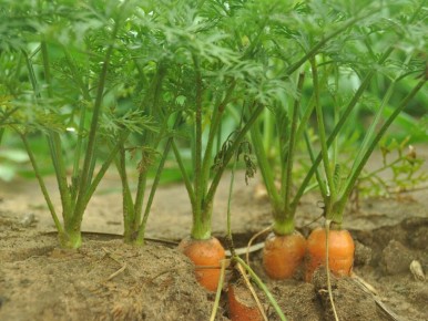 Как влюблённые растения помогают друг другу расти