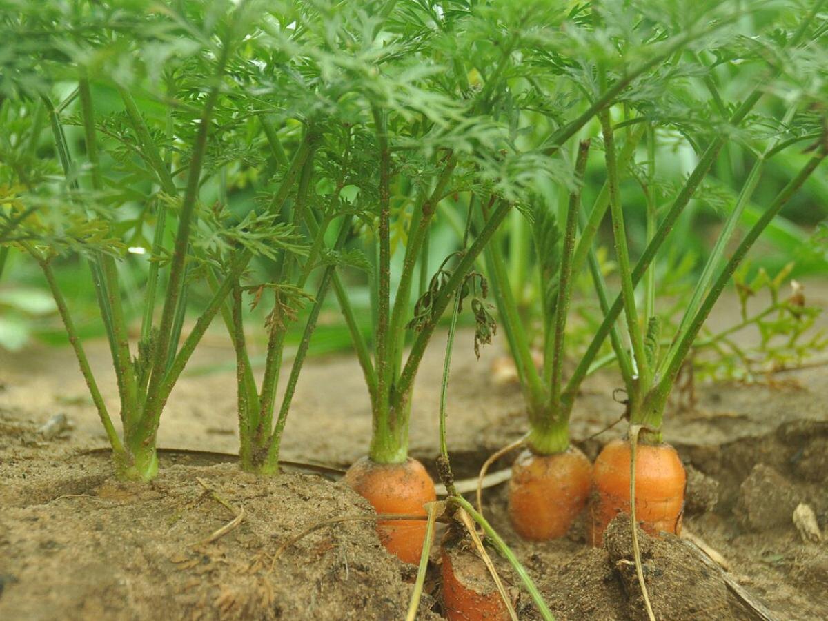 Как влюблённые растения помогают друг другу расти