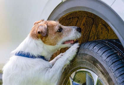 Как получить компенсацию за ущерб от бездомных собак: шаги к победе