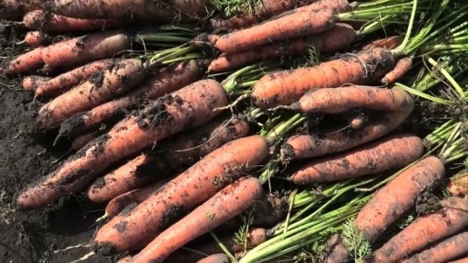 Как защитить урожай моркови: секреты успеха от опытного садовода