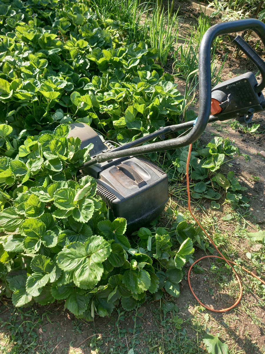 Как омолодить клубнику: Прямые советы для заботливых садоводов