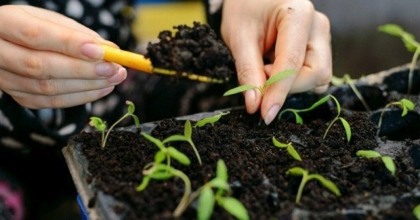 Как выбрать идеальную почву для рассады: секреты успешного роста