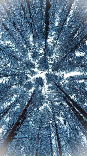 ��-���������� �������� ���� ����������, �������� ���� ���� ���������