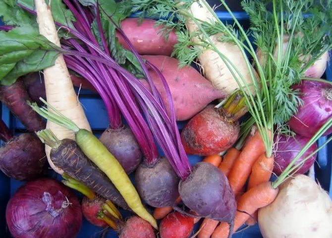 Как правильно собирать корнеплоды: советы, которые стоит знать
