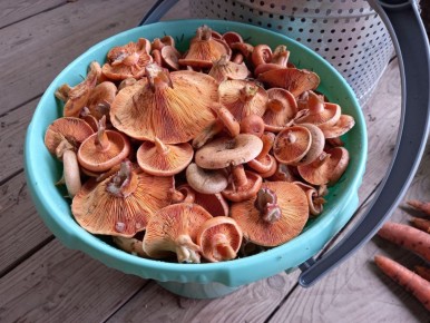 ��� � ������� ������������� ���� �������� � ������������ ���������