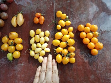 ������� ������� �������: ����� ������ ������ �����-�������