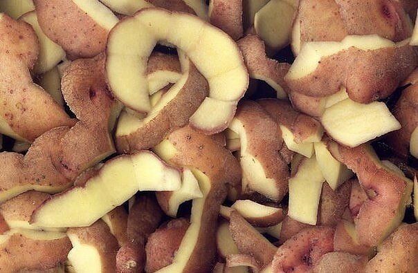 Секрет крупной смородины: как картофельные очистки могут изменить ваш сад