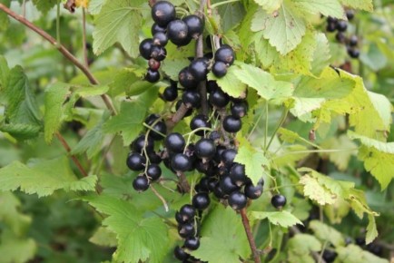 ��� ��������� ���������� � ��������� ����� ����� ������