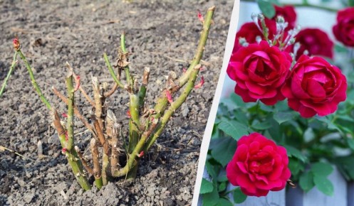 ����� ��������� ���� ������, ����� ��� �������� ������: �������� ������