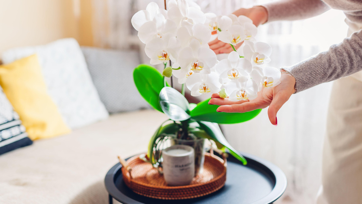 Справятся даже начинающие цветоводы: вот как отсадить детку орхидеи