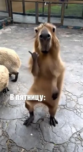 �������-�� �������! ������� ������ ���������� ���������