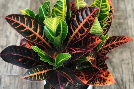 ������� ��� ������: ��� ������� ��������� ������ ��� ������ ���������?