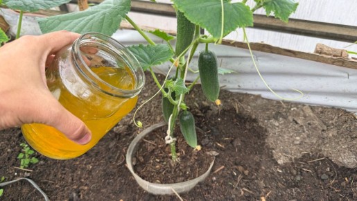 ��� ��������� ��������� �� ������� ����� ������ ��� ������ �������