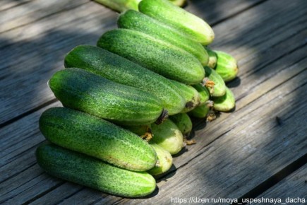 ������, ������� �� ��������: ��������� ����� ��� ������ ������