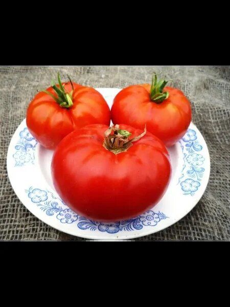 ����� ��������: ��� � ����� � ����������� ���������� �������