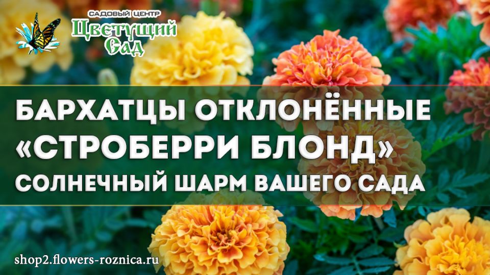 �������� ���������� �����: ��� ������� �������� ��� �� ����� �������