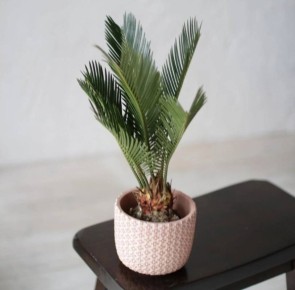 ������� �����: ������ ������ ��������� �������� ������� � ��� � ���� ��������