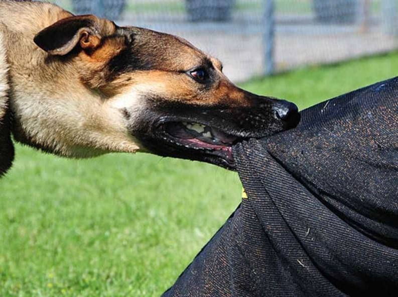 Прокуратура г.Нижневартовска организовала проверку по публикации в социальных сетях о нападении бродячих собак на ребенка