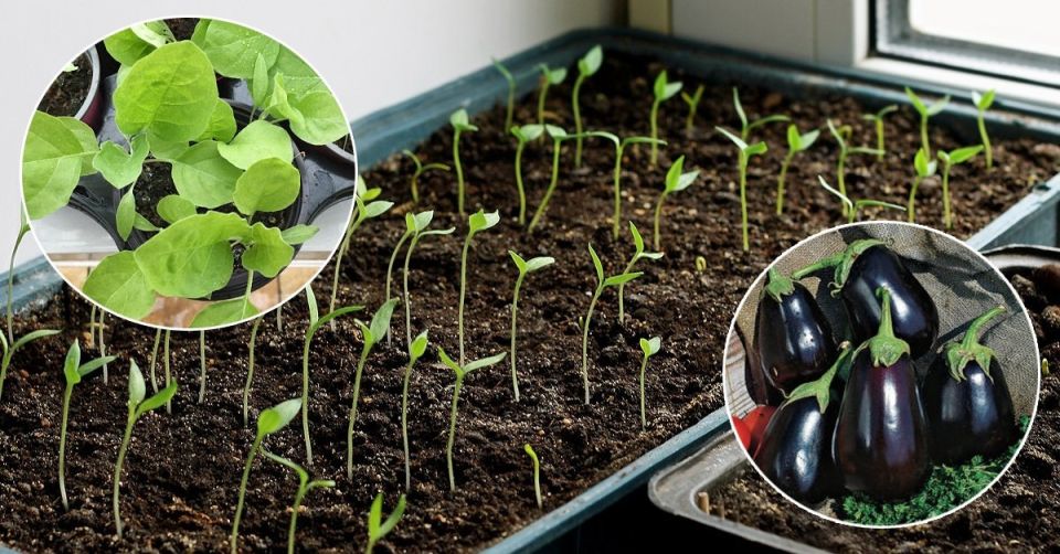 ��������� ������: ��������� �������������� ���