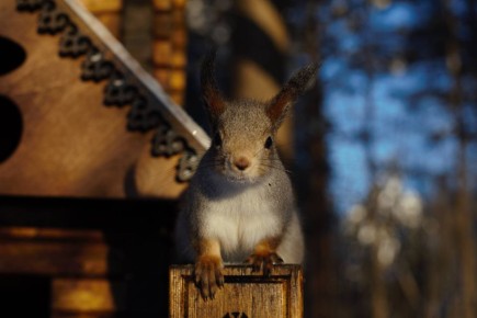 ����� �� ������ ������ ��, ��� � ��� ����, � �� ���� � ������ �������, ����� ��-���������� ������� �����������