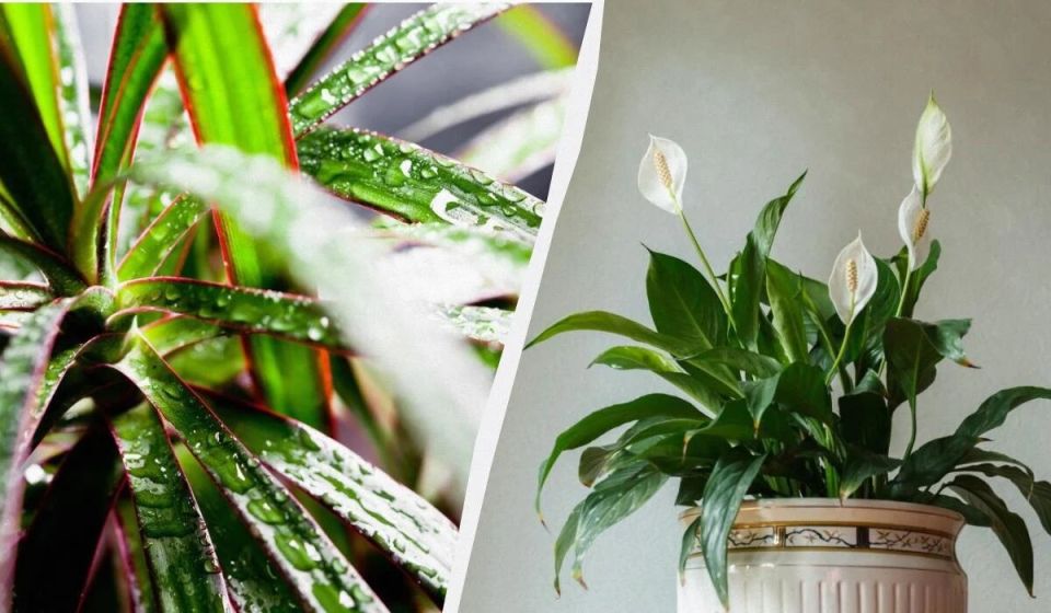 ������� �����������: 9 ��������� �������� ��� �������� �������