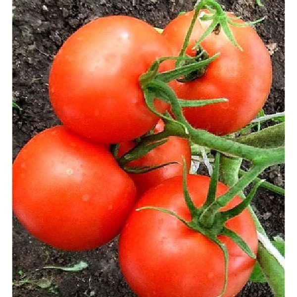 ����� ������ 83: ������� ��������� ������� ������ � ������ ����