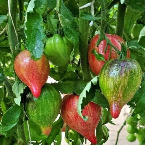 ����� �������� ������ �����: ���������� ������ � ������������ ������