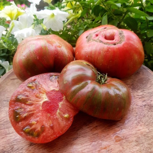 Томат гном фред тай дай: как вырастить экзотического карлика с мраморными плодами