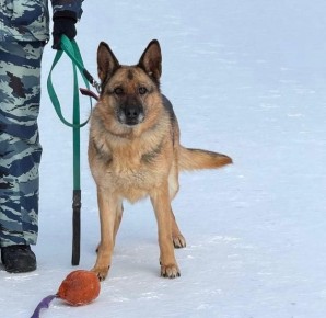 ����� ����� ���� ����������� ������� ��� ����