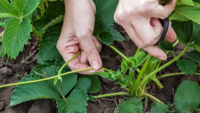 ������� ��������� ����������� ��������: ��� �������� ������� ������� � ������������ ��������