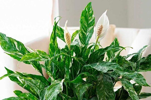 � ���� ������������� ������������: ������ � ����� ����� ������