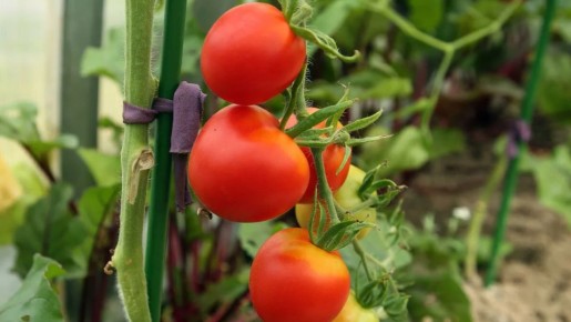 ��� ��������� ������ ���������: ������ ��������� �� ������ �������� �������