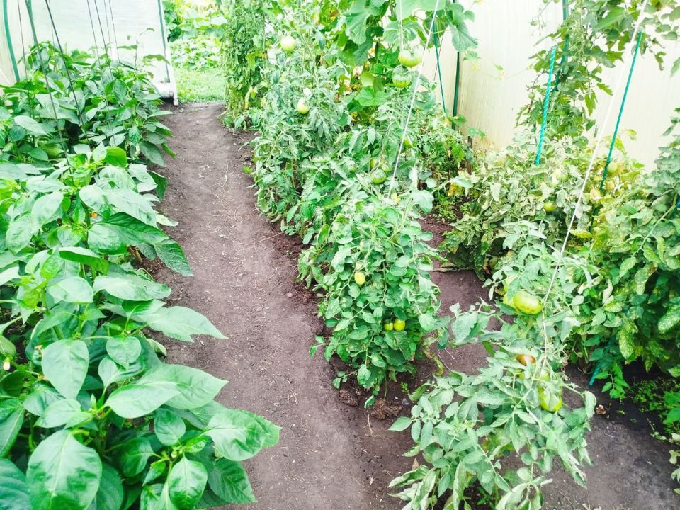 ����� ���������� �� ����: ��� ���������� ������ ������