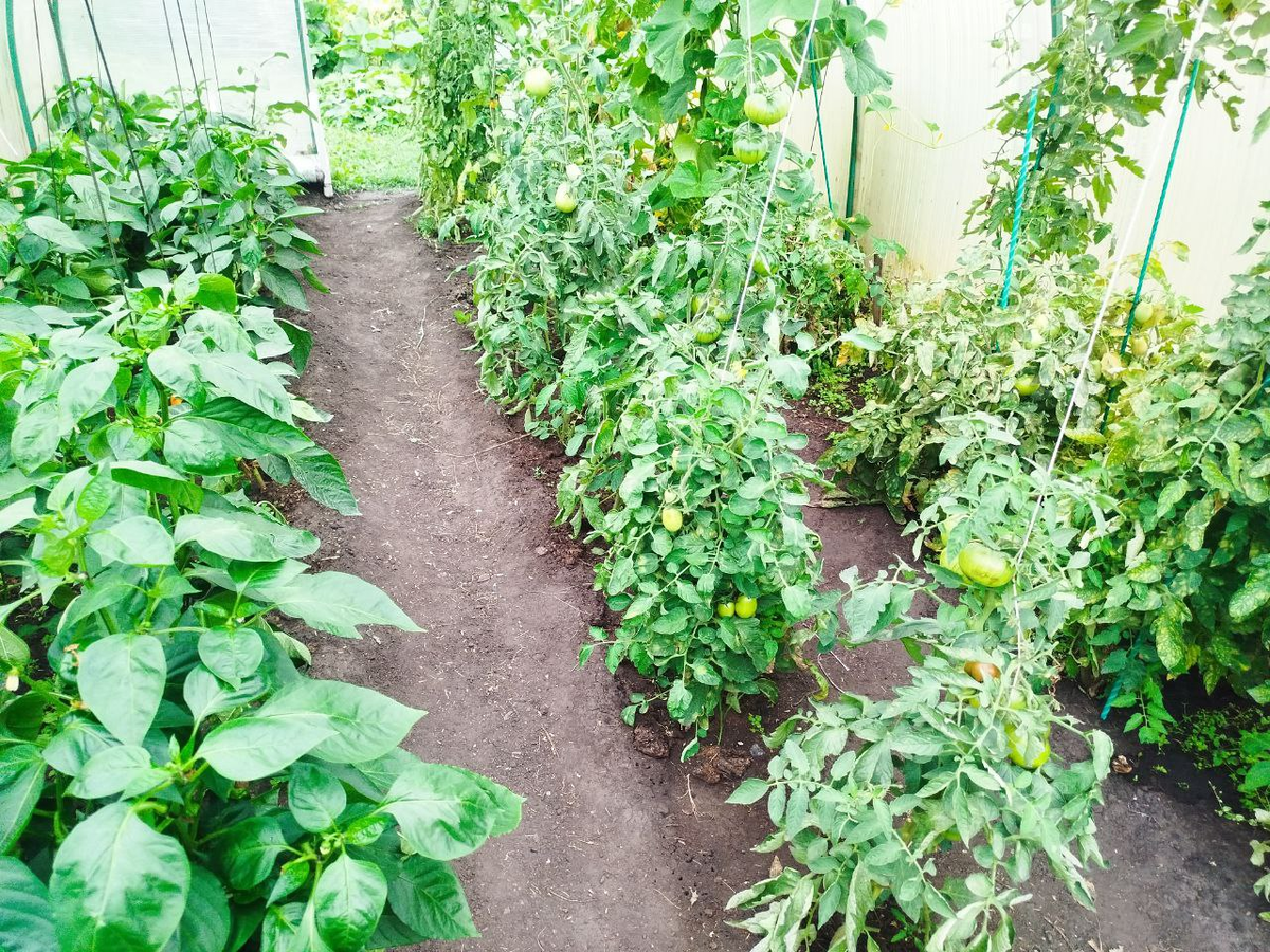 Время запасаться на зиму: как обработать летний урожай