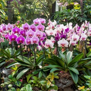 ������� ��������: ��� ��� ������������ �������� ������� ��� ���