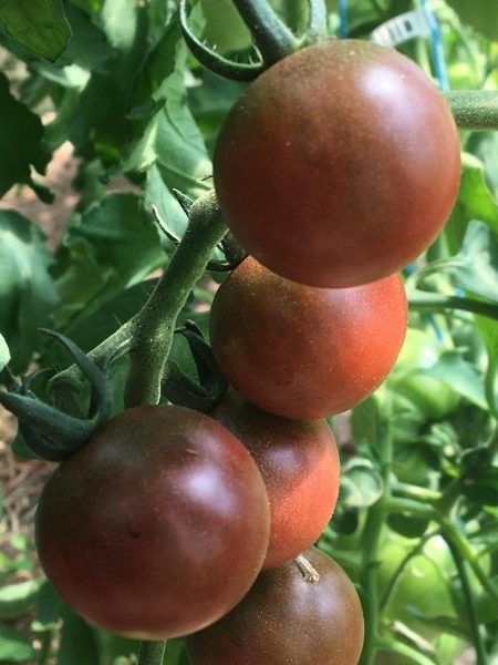 ����� ���������� ����� ���������: ����������� ����� � �������� �� �����