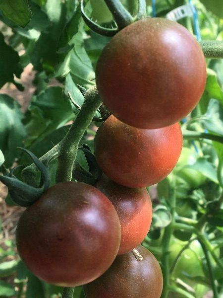 Томат фиолетовый сахар Рейнхарда: великолепие цвета и сладость во вкусе