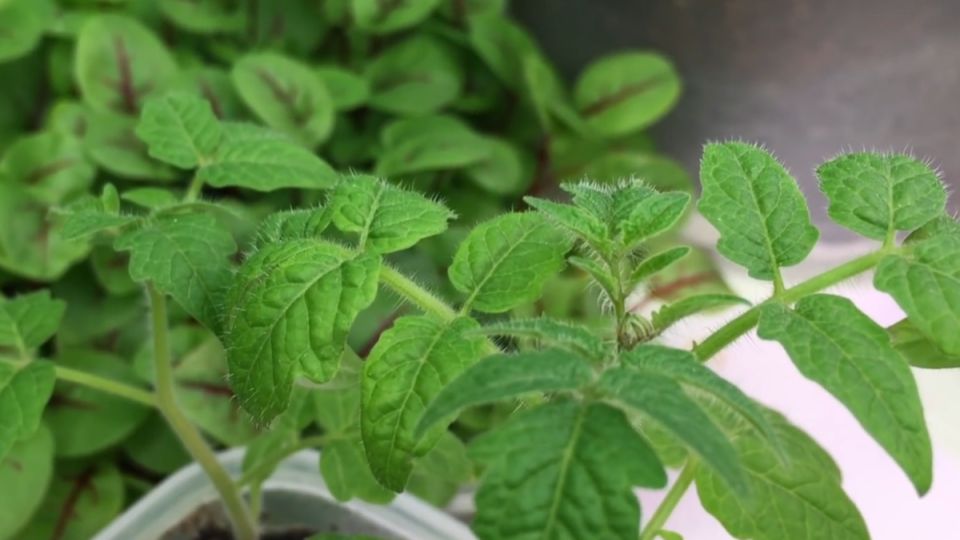 ��� ������ � ������� ����� ����������� ���� �������