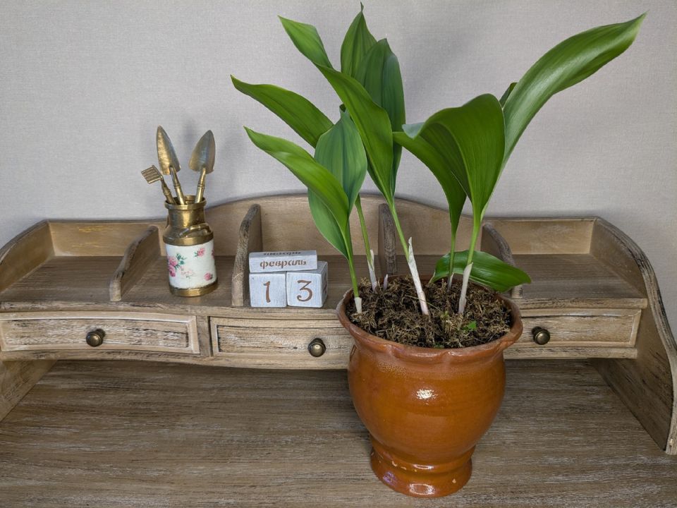 ����� ������������: ��� �� ���������� ������� �� �������?