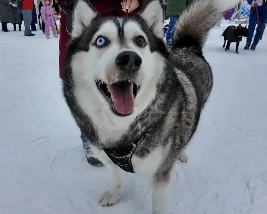 «Северный ветер» впервые в Нижневартовске «Северный ветер» впервые в Нижневартовске