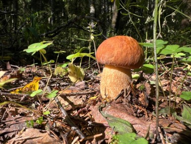 Грибные приключения в августе: белая мечта на горизонте