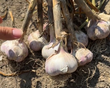 ������ ��� ������� ������� �������, ������� ����� ������ ������