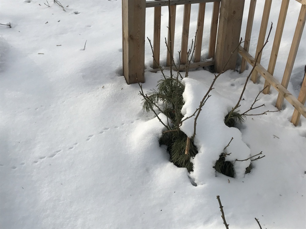 Как защитить цветник от грызунов