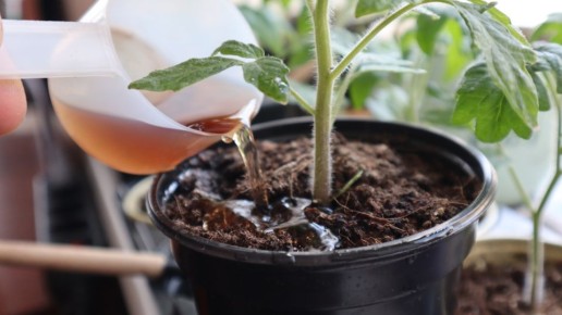 Как микориза поможет вам вырастить крепкую рассаду