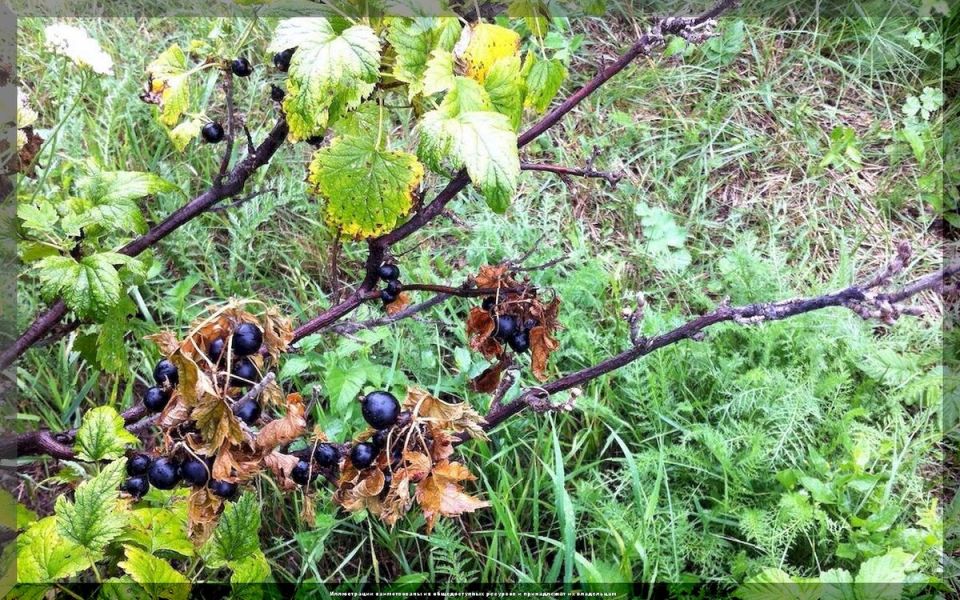 ������� ��������� ����� �� ����������: ������ �� ������ �������