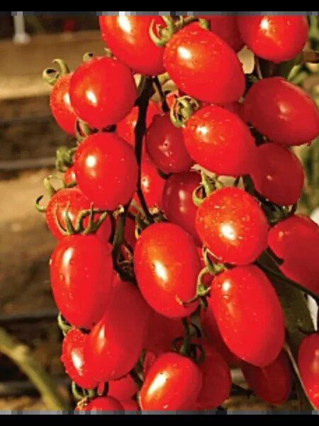 ����� ������� �������: ��������� ����� ��� ������ ������� �� ����