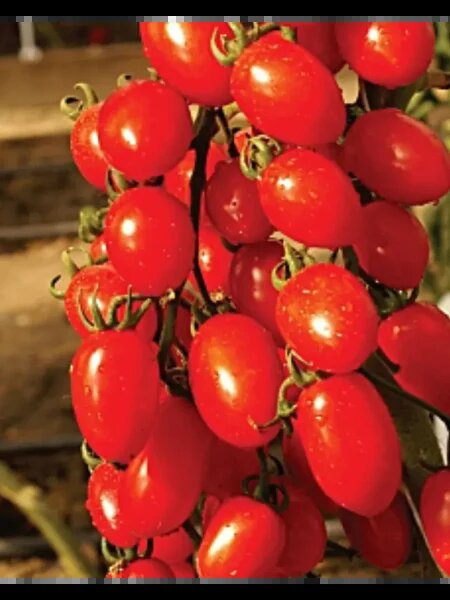 Томат сладкая девочка: идеальный выбор для ранних урожаев на даче