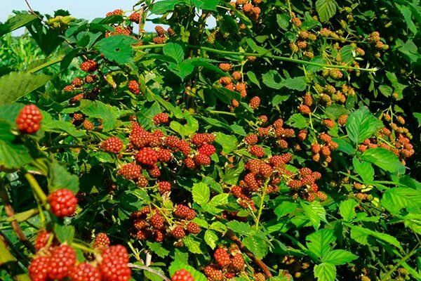 ��� ��������� ��������� �� �������� ����� ���� ����� �� ����� �������?