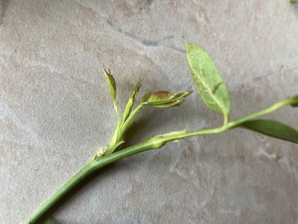 ��� ������������� ����� ��������� ���������� ���� � ������������ ��������������