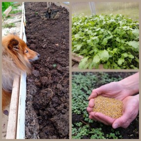 Сидераты осенью в теплице: урожай под защитой